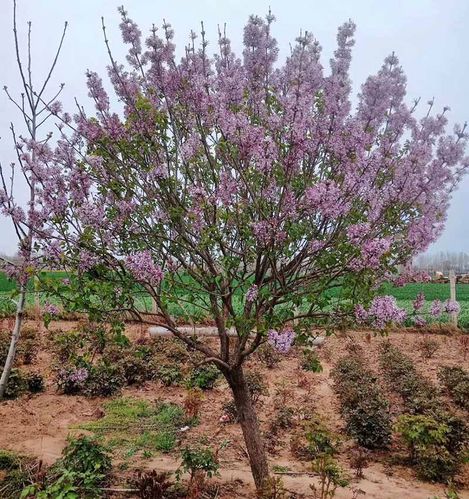 2022新 款可狄紫丁香花树苗丁香树苗盆栽南方北方种植循环浓香庭院