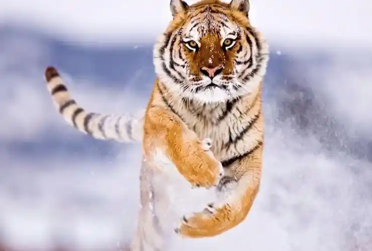 老虎应该是最完美的动物了吧