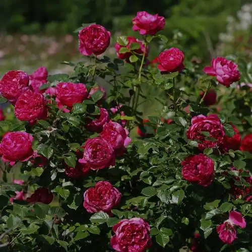 花园南国蔻丹灌木抗病耐热月季月季花花苗庭院时令草本花卉