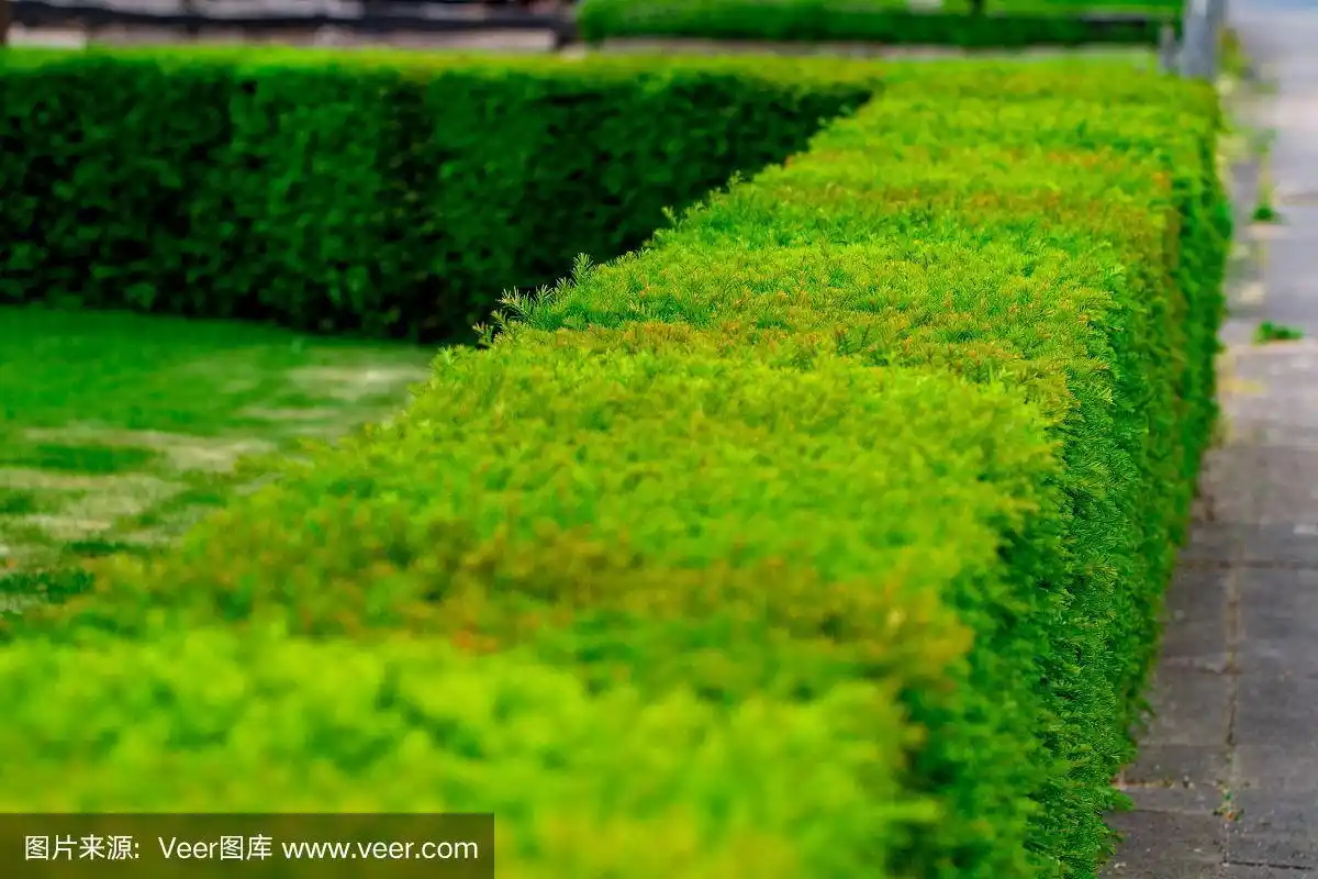 绿篱或绿叶墙,几何灌木景观设计