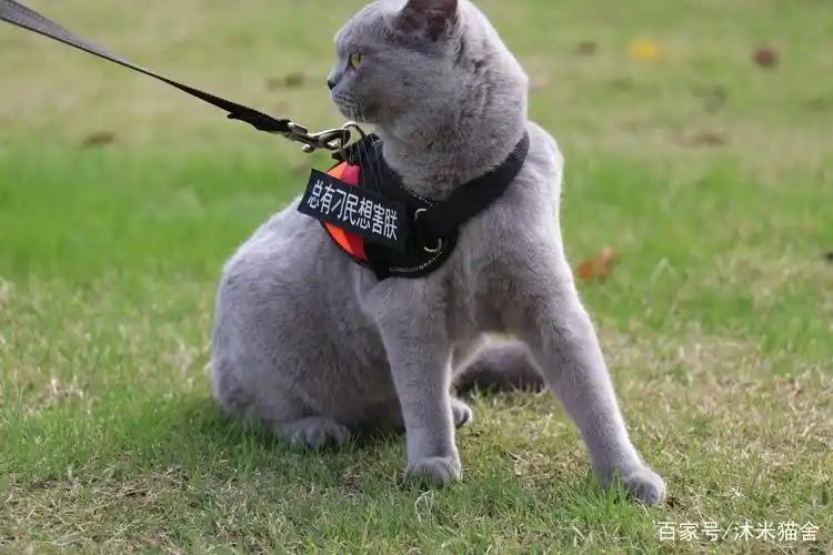 英短懒猫 双血统 繁育级 纯蓝色 英国短毛猫 高清照片