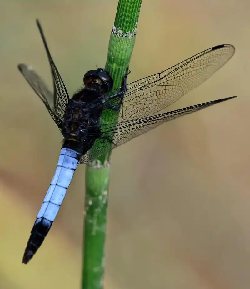 蜻蜓(重庆士语叫"叮叮猫"):无脊椎动物,昆虫纲,蜻蜓目,差 - 抖音