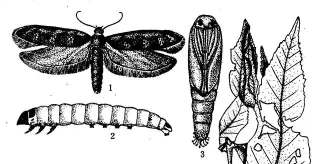 食物对昆虫的引诱作用
