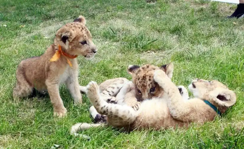 市动物园三胞胎小狮子周四与游客见面快来给它们取名字吧