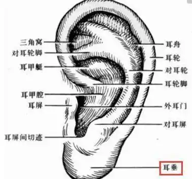 中医养生:每天拉耳5分钟,甩肉瘦身,改善血压,排出体
