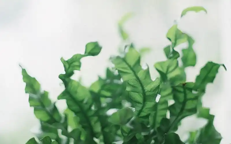 文艺小清新唯美高清桌面壁纸