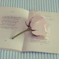 女生的最爱卡哇伊物品头像很精致可爱小物品头像图片大全