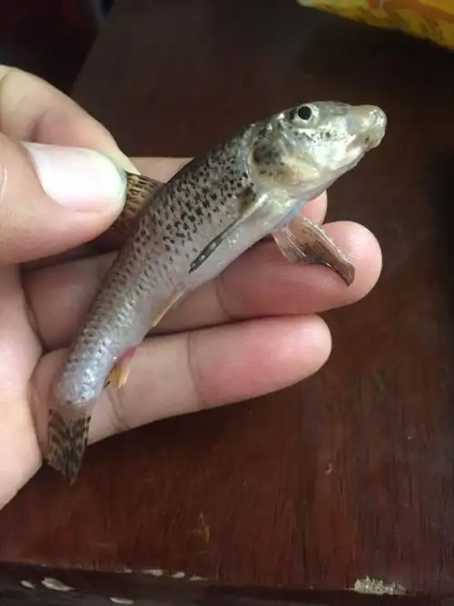 这是什么鱼,一般趴在水底