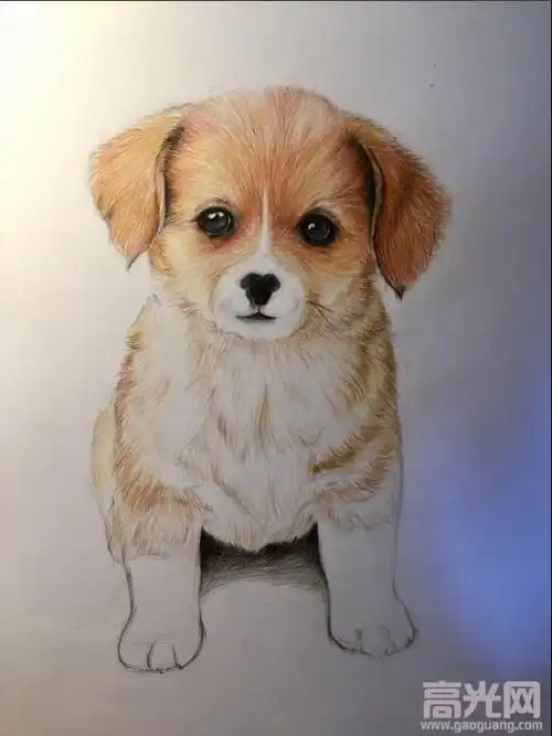 写实动物彩铅画教程漂亮的小狗简笔画