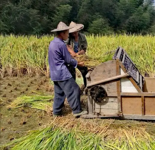 秋收记忆丨那时怕扛打稻机