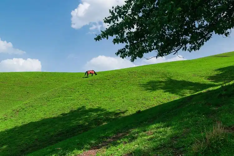 那拉提草原一片绿色世界