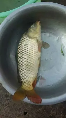 这是黄河中的野生鲤鱼.