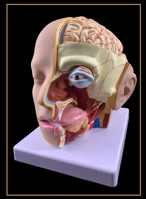 人体头部解剖模型附脑模型4部件医院教学人体头部附大脑动脉模型