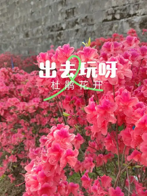 红红红红红红了老门东的杜鹃花也太灿烂了