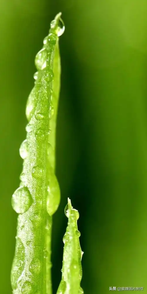 绿色养眼图片,绿色护眼图片手机壁纸(绿色清新 高清护眼壁纸美图)