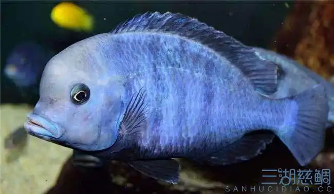 马鲷鱼种类图解 - 三湖慈鲷学堂 - 龙巅三湖慈鲷