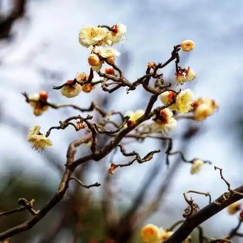 龙年探梅园,欣赏龙游梅