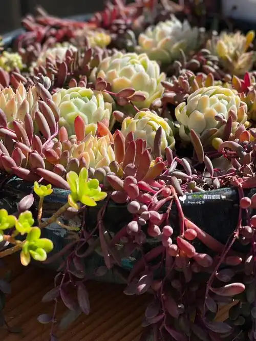 被紫色重重包围的冰梅