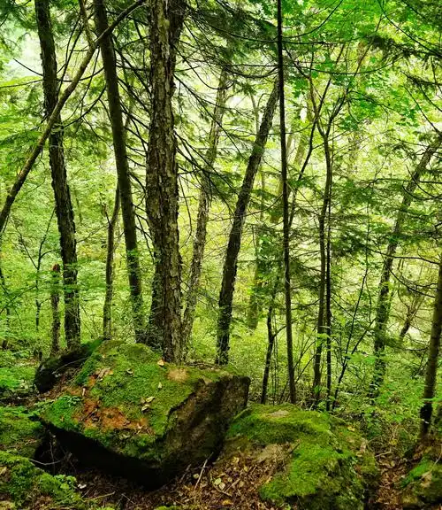初秋的火山口地下森林