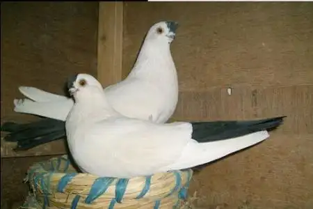 哪出售观赏鸽铁翅白鸽子产品展示一下