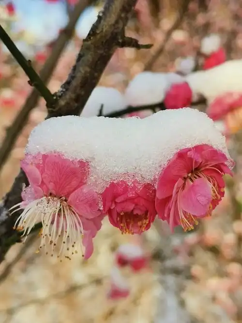 雪里梅花见精神