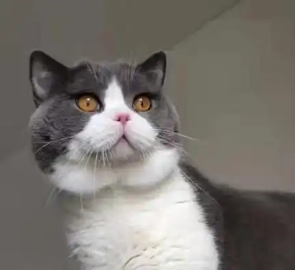 英短蓝猫蓝白找新家啦