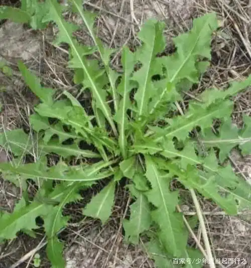 春天的美味 凉拌蒲公英 ,大家知不知道 春天吃蒲公英的功效呢?