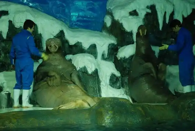 别看我们海象个子大,我们也会表演哦