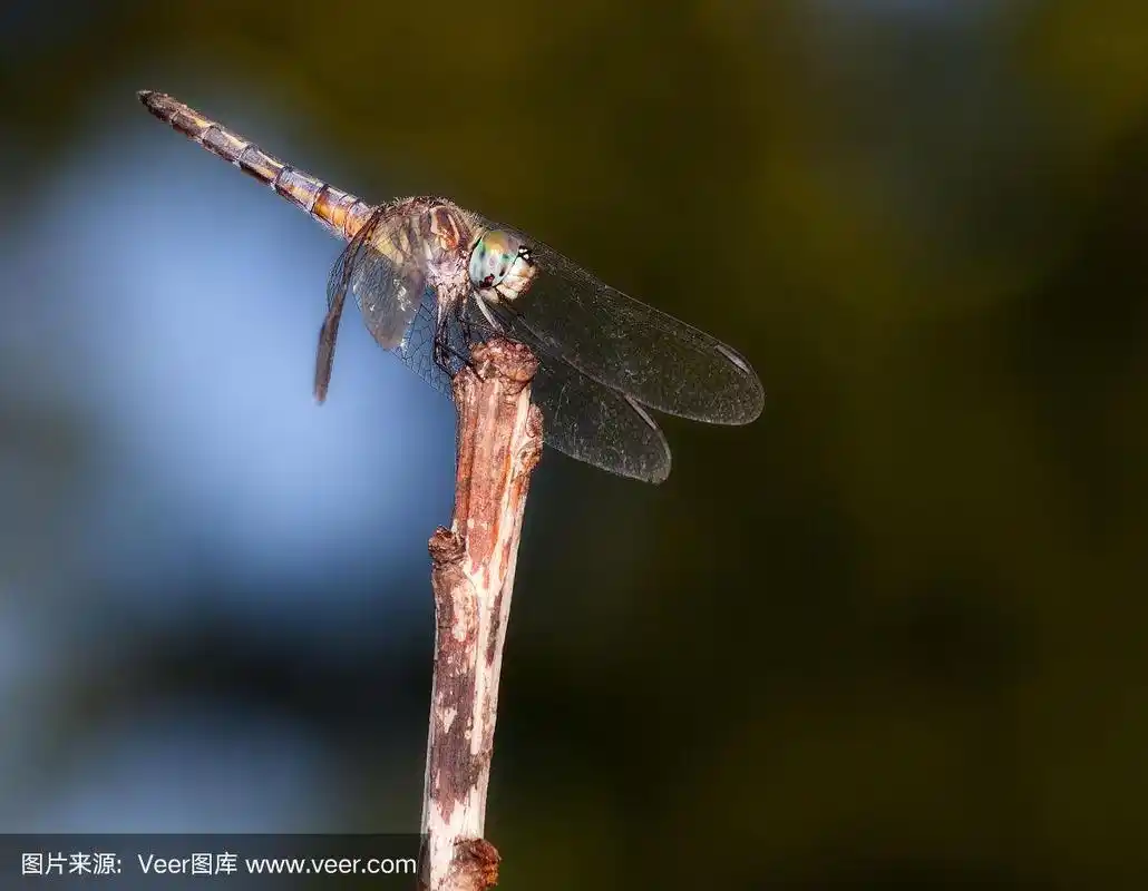 蜻蜓,绿色,头球,褐色,动物嘴
