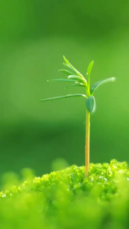 绿色养眼高清手机图片,高清图片,手机锁屏桌面-壁纸族