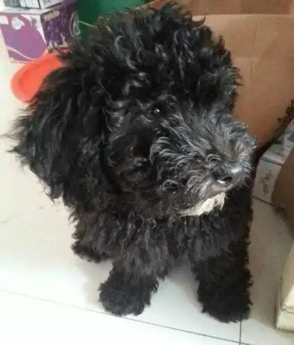 不纯的黑色泰迪狗图片