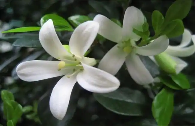 七里香简介及图片赏析