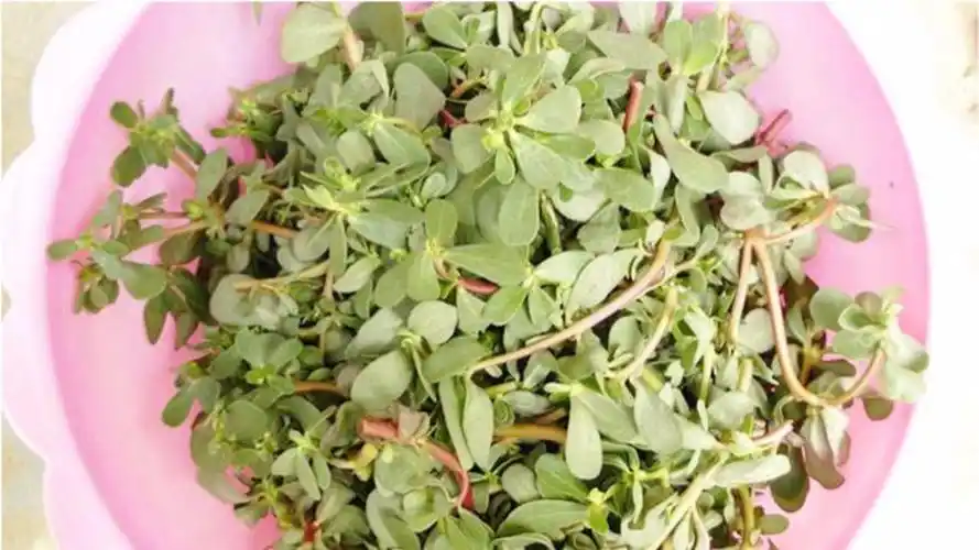 安徽阜阳:农村这种野菜比肉都贵,大城市饭店几十元一盘