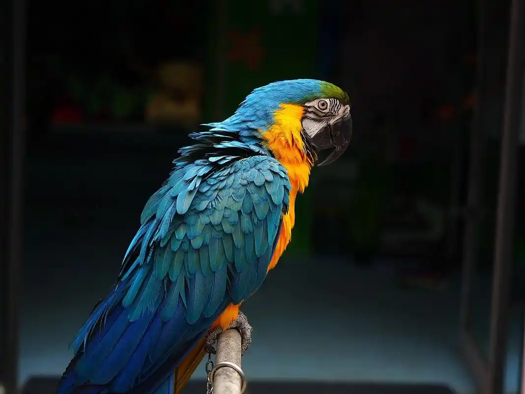 认识美丽的蓝头鹦哥