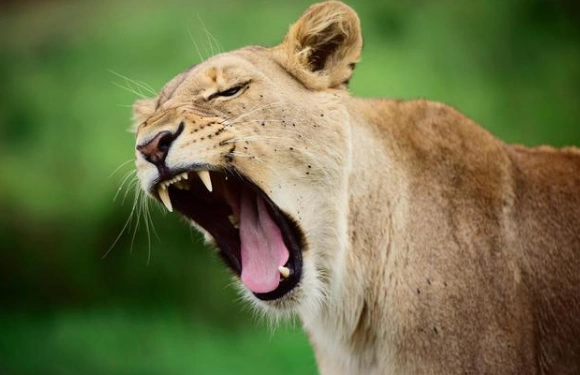 6岁儿童睡前故事狂妄自大的狮子