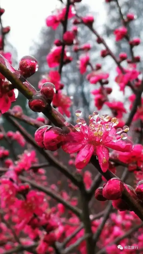 成为"冰梅"的梅花品种"红千鸟"