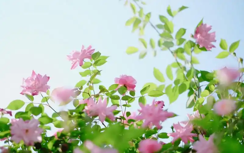 粉色蔷薇花唯美摄影图片桌面壁纸高清大图预览1920x1200_植物壁纸下载