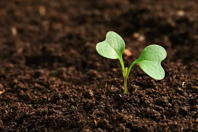field,agriculture,earth,growth,dirt,seedling,leaf