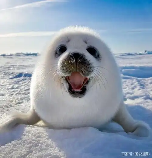 世界上最可爱的6种动物每种都想养一只特别是第4图的动物