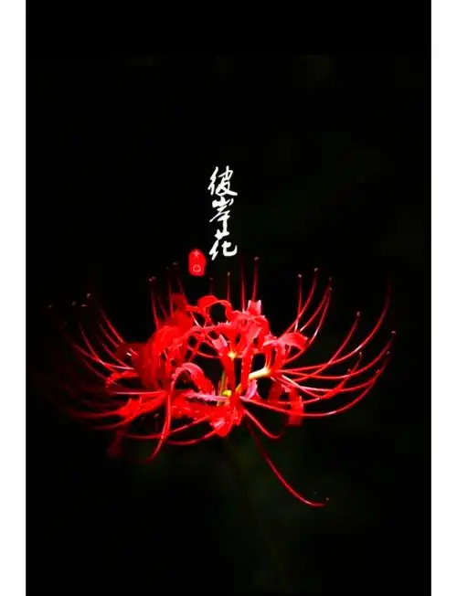彼岸花:悲伤与思念的象征 🌸