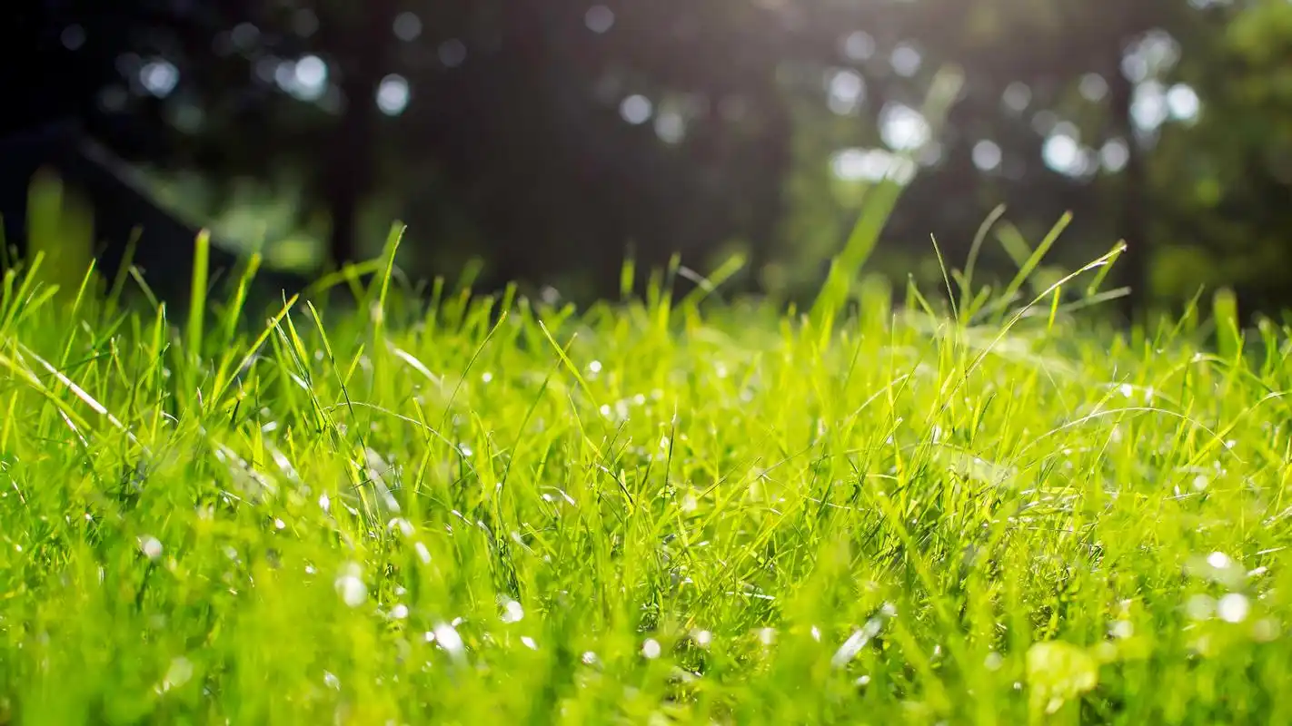 春天绿意浓浓风景桌面壁纸高清大图预览1920x1080_风景壁纸下载_美桌