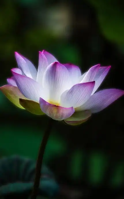 荷花图片大全 高清壁纸【图片荷花】