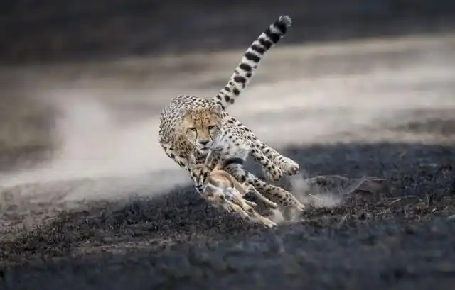 国际猎豹保育基金会(cheetah conservation fund,简称ccf)日前向美国