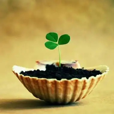 四叶草头像唯美清纯高清清纯好看的四叶草图片唯美头像