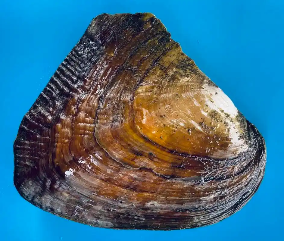 上海海洋大学培育出淡水珍珠蚌第3个新品种_澎湃号