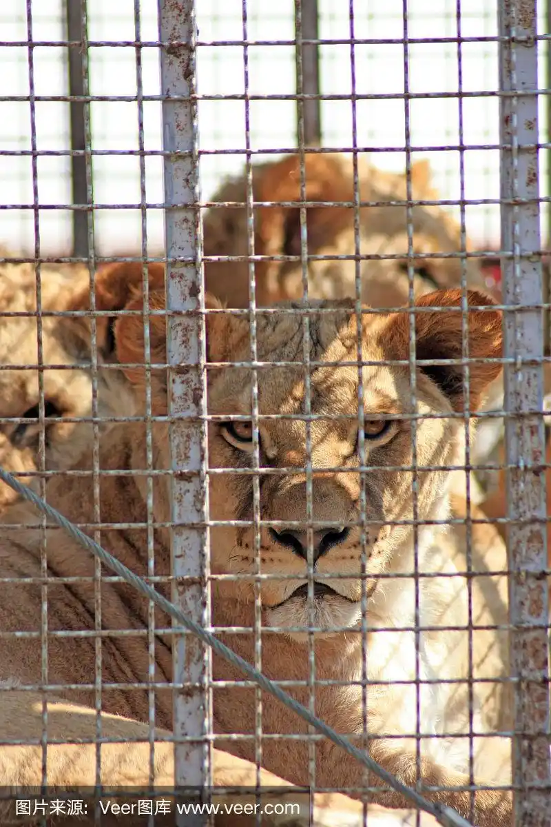 狮子坐在笼子里,表情悲伤