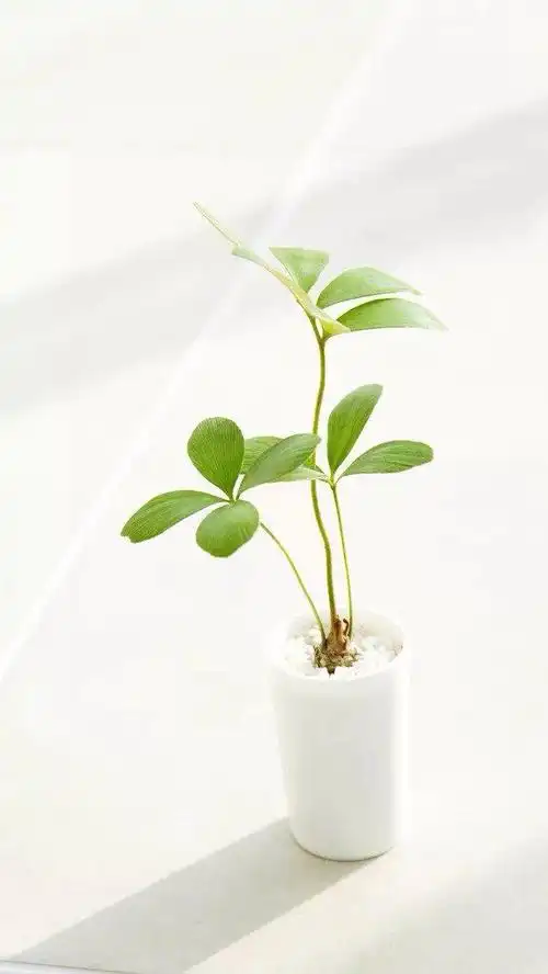 唯美清新四叶草