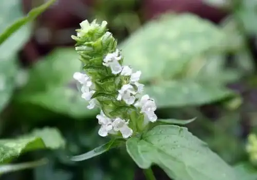 白花夏枯草图片