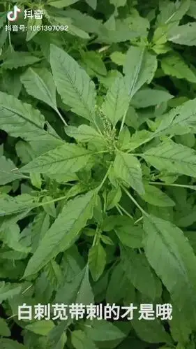 中药##中医#白刺苋,又名,刺苋菜,野刺苋,刺苋,野苋,假苋,白骨刺苋,勒