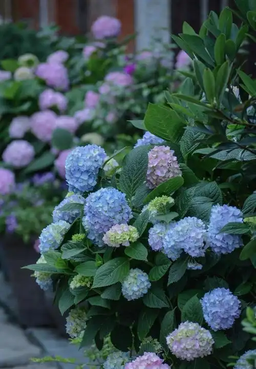 清新迷人的绣球花,图片大全,高清,图库-回车桌面